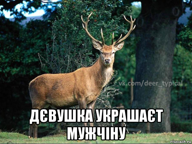  дєвушка украшаєт мужчіну, Мем Паблик Типичный олень