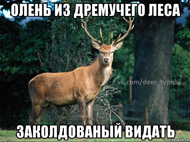 олень из дремучего леса заколдованый видать, Мем Паблик Типичный олень