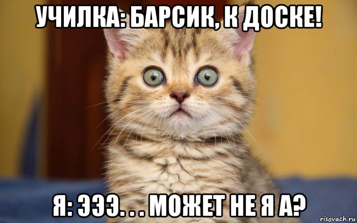 училка: барсик, к доске! я: эээ. . . может не я а?