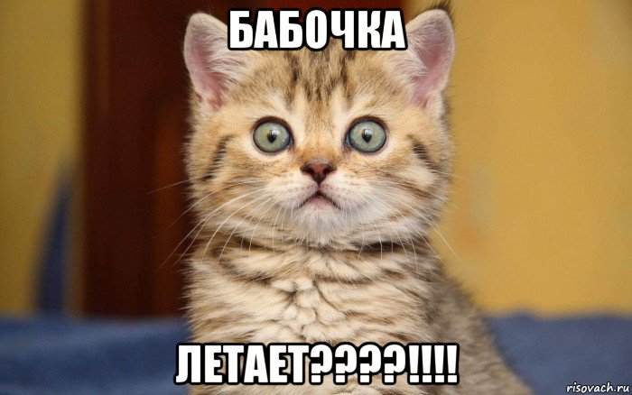 бабочка летает????!!!!