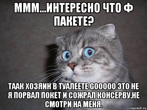 ммм...интересно что ф пакете? таак хозяин в туалеете gooooo это не я порвал покет и сожрал консерву,не смотри на меня., Мем  удивлённый кот