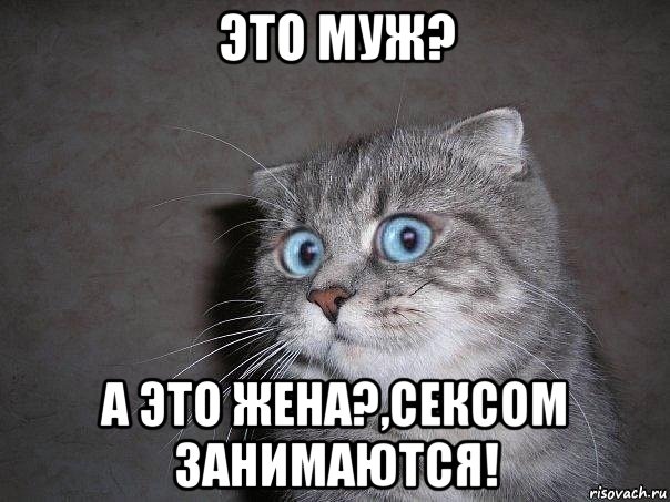 это муж? а это жена?,сексом занимаются!, Мем  удивлённый кот