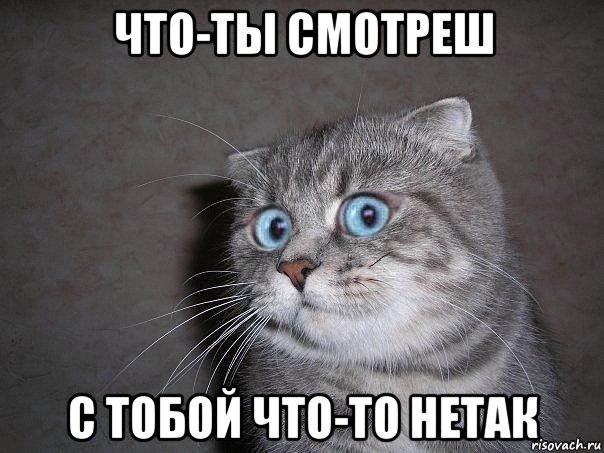 что-ты смотреш с тобой что-то нетак, Мем  удивлённый кот