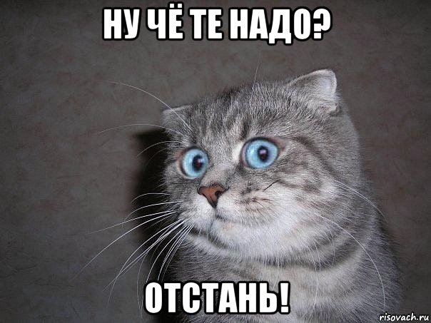 ну чё те надо? отстань!, Мем  удивлённый кот