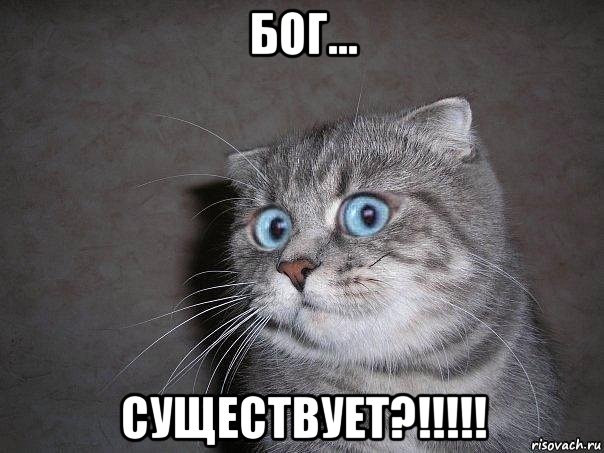 бог... существует?!!!!!, Мем  удивлённый кот