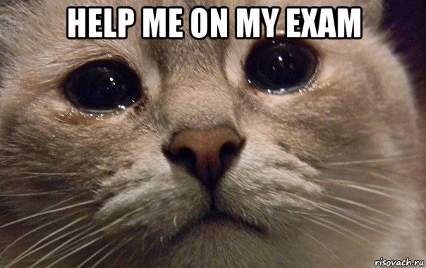 help me on my exam , Мем   В мире грустит один котик