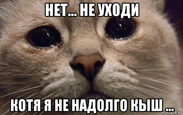 нет... не уходи котя я не надолго кыш ..., Мем   В мире грустит один котик