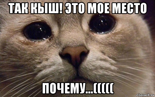 так кыш! это мое место почему...(((((, Мем   В мире грустит один котик