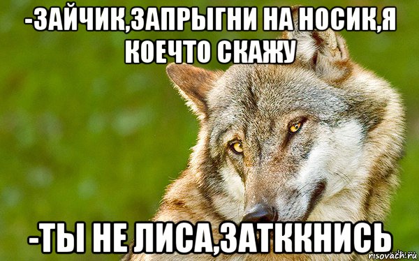 -зайчик,запрыгни на носик,я коечто скажу -ты не лиса,затккнись, Мем   Volf