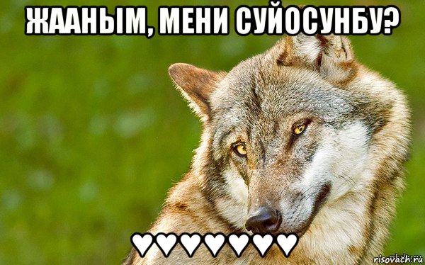 жааным, мени суйосунбу? ♥♥♥♥♥♥♥, Мем   Volf