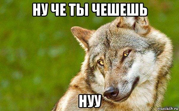 ну че ты чешешь нуу, Мем   Volf