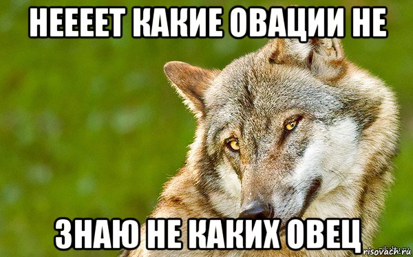 неееет какие овации не знаю не каких овец, Мем   Volf