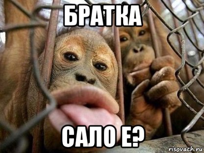 братка сало е?, Мем ыыыы