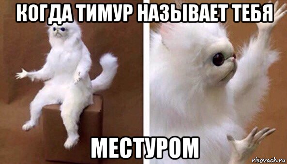 когда тимур называет тебя местуром, Мем Чучело кота