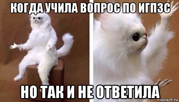 когда учила вопрос по игпзс но так и не ответила, Мем Чучело кота