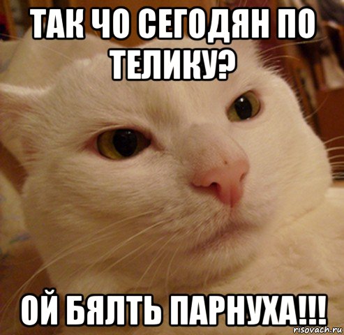 так чо сегодян по телику? ой бялть парнуха!!!, Мем Дерзкий котэ