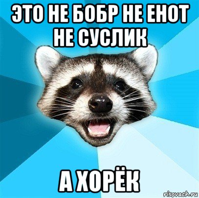 это не бобр не енот не суслик а хорёк