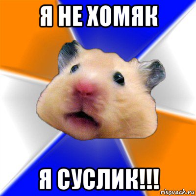 я не хомяк я суслик!!!