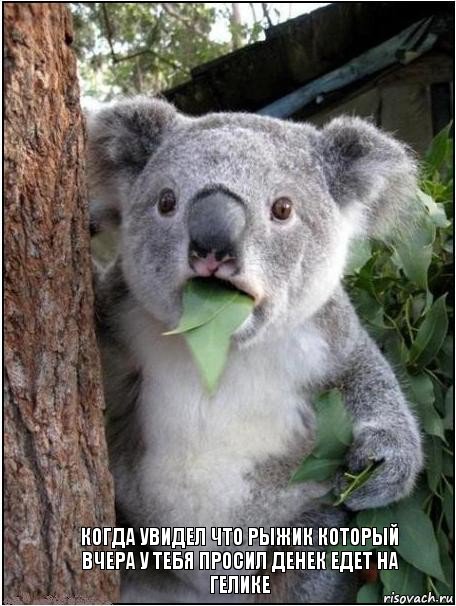 Когда увидел что рыжик который вчера у тебя просил денек едет на гелике, Комикс коала