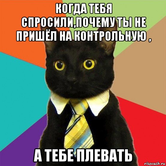 когда тебя спросили,почему ты не пришёл на контрольную , а тебе плевать, Мем  Кошечка