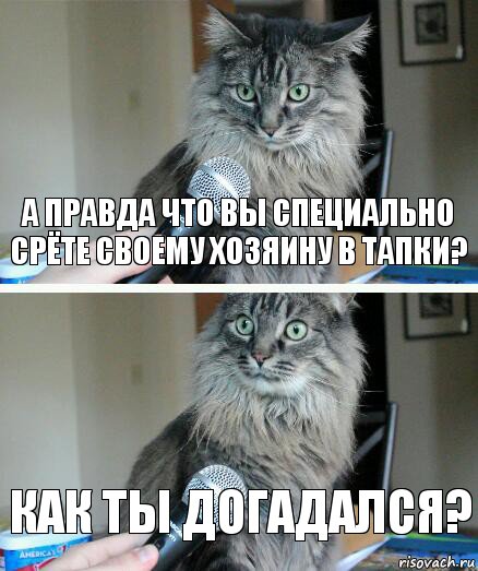 А правда что вы специально срёте своему хозяину в тапки? Как ты догадался?, Комикс  кот с микрофоном