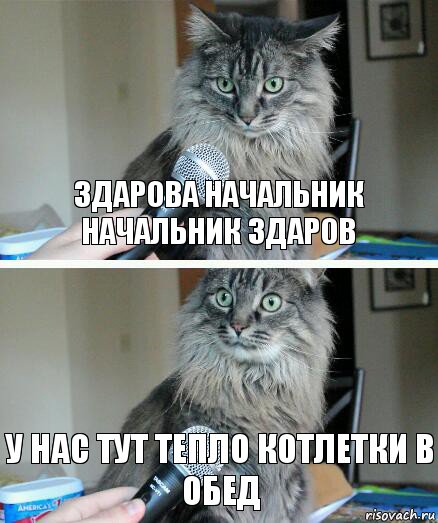 здарова начальник начальник здаров у нас тут тепло котлетки в обед, Комикс  кот с микрофоном