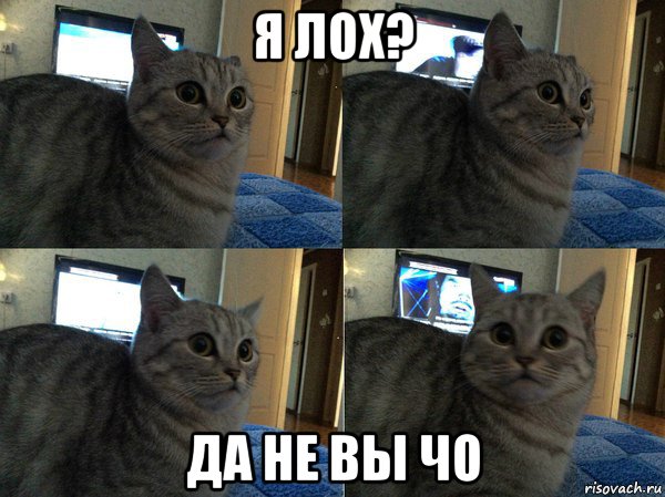 я лох? да не вы чо, Мем  Кот в шоке