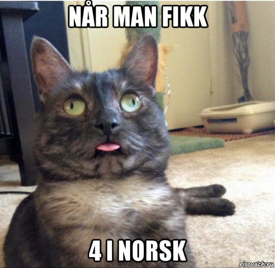 når man fikk 4 i norsk, Мем   Кот завис