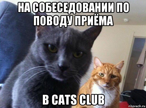 на собеседовании по поводу приёма в cats club, Мем  Два котэ