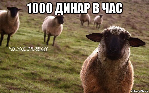 1000 динар в час , Мем  Наивная Овца