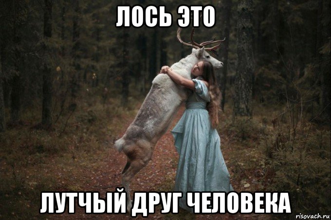 лось это лутчый друг человека