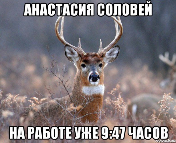 анастасия соловей на работе уже 9:47 часов, Мем   Наивный олень