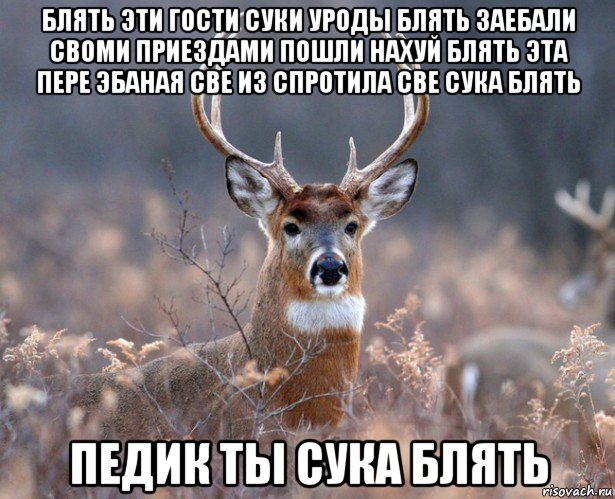 блять эти гости суки уроды блять заебали своми приездами пошли нахуй блять эта пере эбаная све из спротила све сука блять педик ты сука блять, Мем   Наивный олень