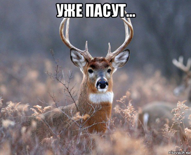 уже пасут... , Мем   Наивный олень