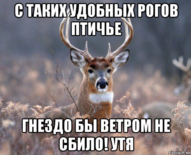 с таких удобных рогов птичье гнездо бы ветром не сбило! утя, Мем   Наивный олень