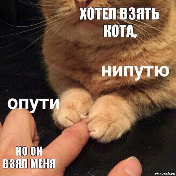 Хотел взять кота, Но он взял меня, Комикс Опути нипутю