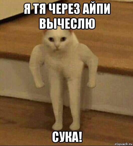 я тя через айпи вычеслю сука!, Мем  Полукот