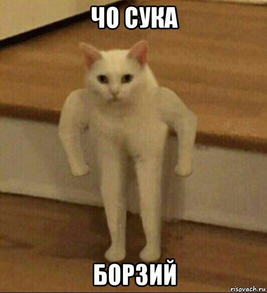 чо сука борзий, Мем  Полукот