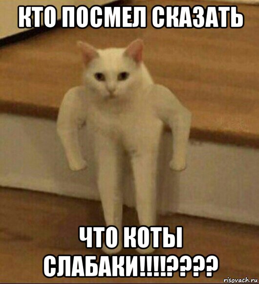 кто посмел сказать что коты слабаки!!!!????, Мем  Полукот