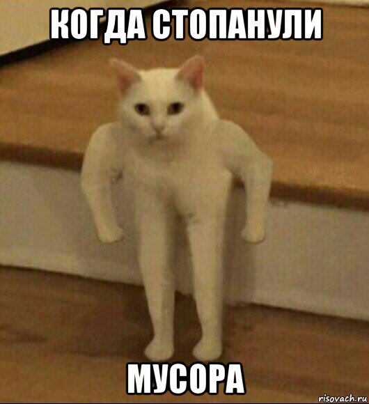 когда стопанули мусора, Мем  Полукот