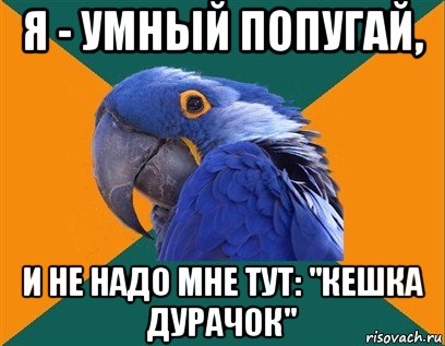 я - умный попугай, и не надо мне тут: "кешка дурачок", Мем Попугай параноик