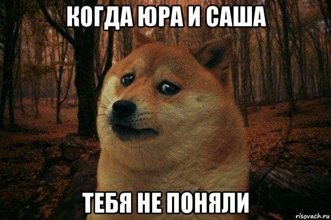 когда юра и саша тебя не поняли, Мем SAD DOGE