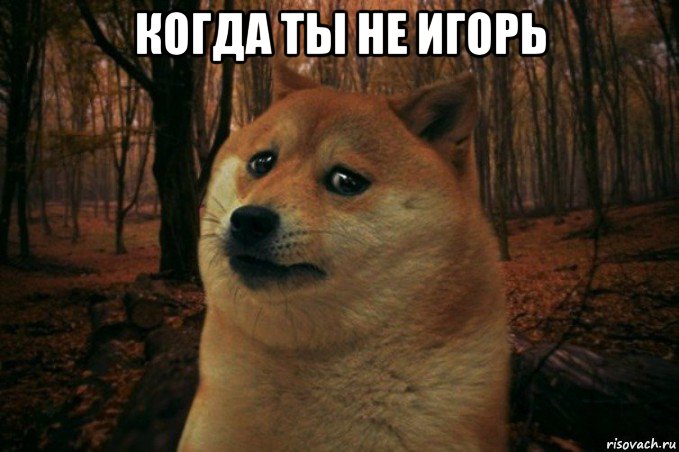 когда ты не игорь , Мем SAD DOGE