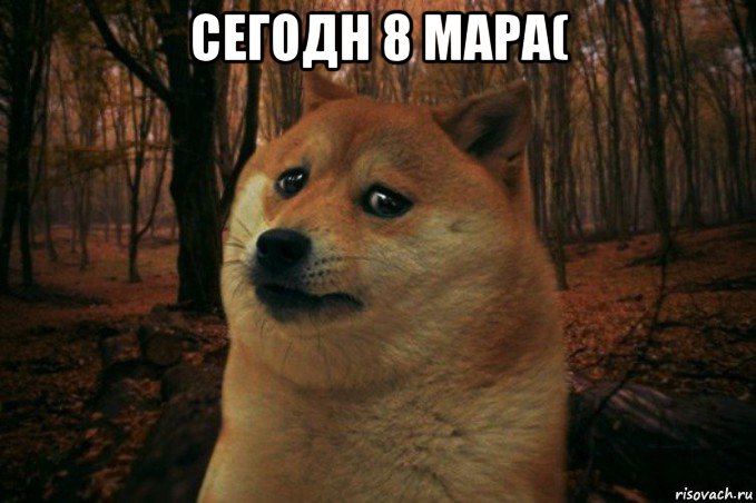 сегодн 8 мара( , Мем SAD DOGE