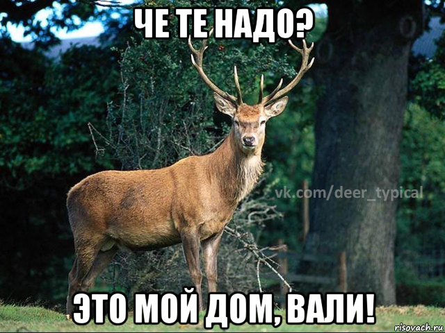 че те надо? это мой дом, вали!, Мем Паблик Типичный олень