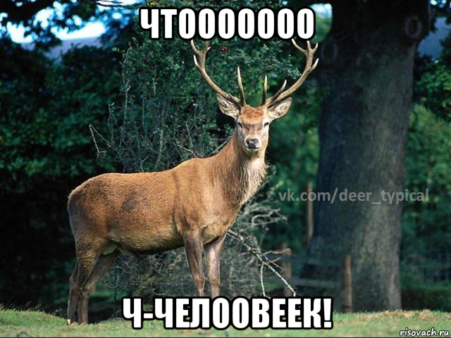 чтооооооо ч-челоовеек!