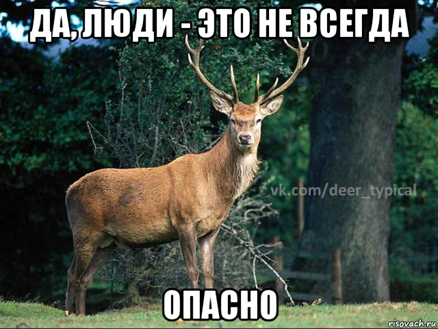 да, люди - это не всегда опасно, Мем Паблик Типичный олень