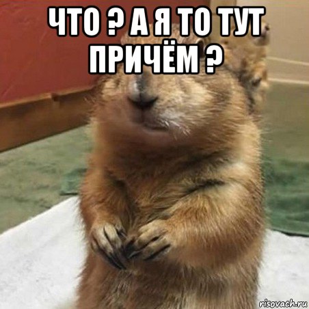 что ? а я то тут причём ? , Мем Суслик спрашивает