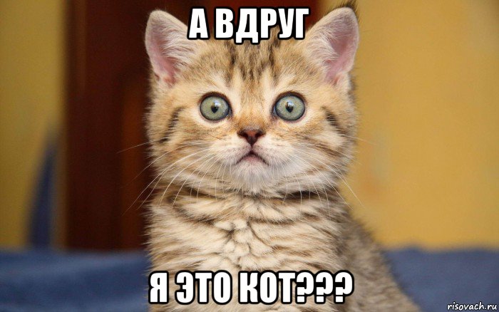 а вдруг я это кот???, Мем  удивление