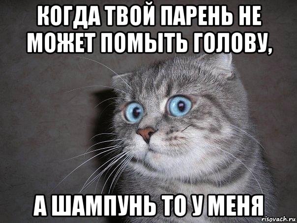 когда твой парень не может помыть голову, а шампунь то у меня, Мем  удивлённый кот